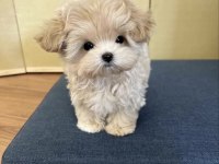 Kore Maltıpoo Yavrumuz