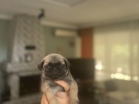 Gül kuyruk pug bebekler