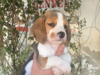 SDK çiftlikten elizabeth Beagle yavrular