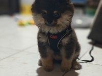 Safkan Pomeranian Yavru