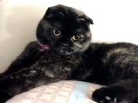 Çiftleştirme İlanı scottish fold
