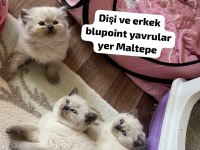 Boncuk Gözlü British Bebeler