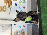 Egzotik Micro Dişi Black Tan French Bulldog