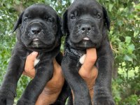 CANE CORSO Yavrularımız ırk garantilidir