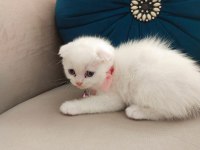 Anne ve yavru kediler birlikte