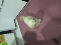Köpeğimizin akıllı tuvalet eğitimi var