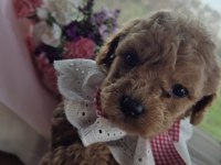 Dişi Toy Poodle
