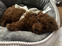 Toy Poodle Puppy
