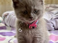 Sevimli ve Oyuncu Lilac Dişi British Shorthair