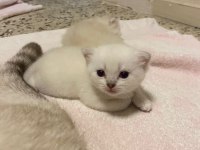 Erkek British Shorthair