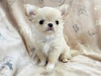 IRKININ EN İYİ KÖPEĞİNE SAHİP OLMAK İSTEYENLER İÇİN