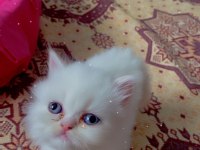 1 aylık saf kan iran kedisi