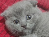 British shorthair kedimiz