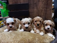 Maltipoo yavrularımız teslime hazır