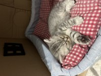 Özel ırk scottish fold