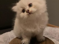 BRİTİSH LONGHAİR KEDİSİ