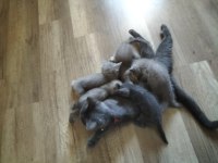 Mavi gözlü British shorthair yavrular sahiplendirilcektir