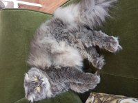 Scottish fold kedisi