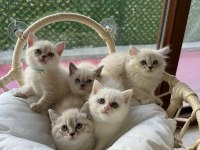 Koca kafa aşılı bebek british shorthair yavrularım