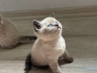 Birbirinden Güzel Scottish Fold Bebeklerimiz
