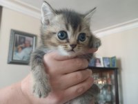 En tatlı ve şeker british shorthair kedime yuva
