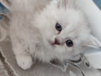 2 aylık british longhair yuvasını arıyor