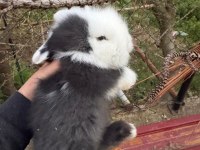 1 Aylık Hollanda Lop Tavşanı