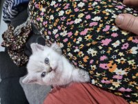 Silver point 36 günlük british shorthair erkek
