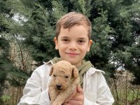 Toy poodle yavrular