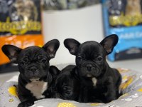 Kalite french bulldog