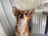 Sevecen minik pinscher