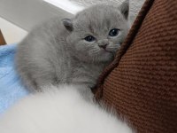 British Blue Point Safkan Ayı Surat