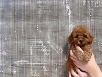 TOY POODLE YAVRULARI