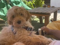 3 aylık maltipoo