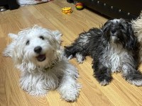 Terrier Poodle Kırması Yavrular