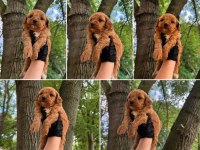 Maltipoo Dişi Erkek 