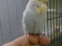 Show jumbo muhabbet kuşlar