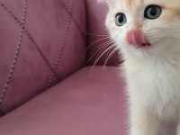 Bri golden bir dışı iki erkek