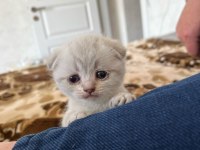 Scottish fold british kediler