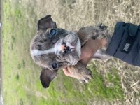 French renkli gözlü french bulldog