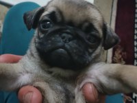 Pug yavruları
