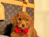 Çiftlikten Poodle Yavrularımız Dişi Ve Erkek