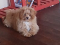 POMAPOO BEBEKLER