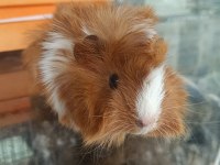 Guinea Pigler