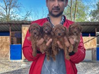Toy poodle yavrusu