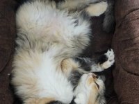 İki tane dişi British Longhair Cat