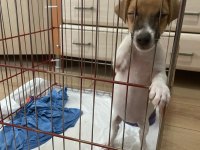 Jack Russell 2,5 Aylık