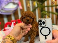 Toy poodle bebekleri