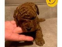 A KALİTE RED BROWN TOY POODLE YAVRULAR