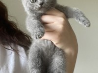 British shorthair yavru